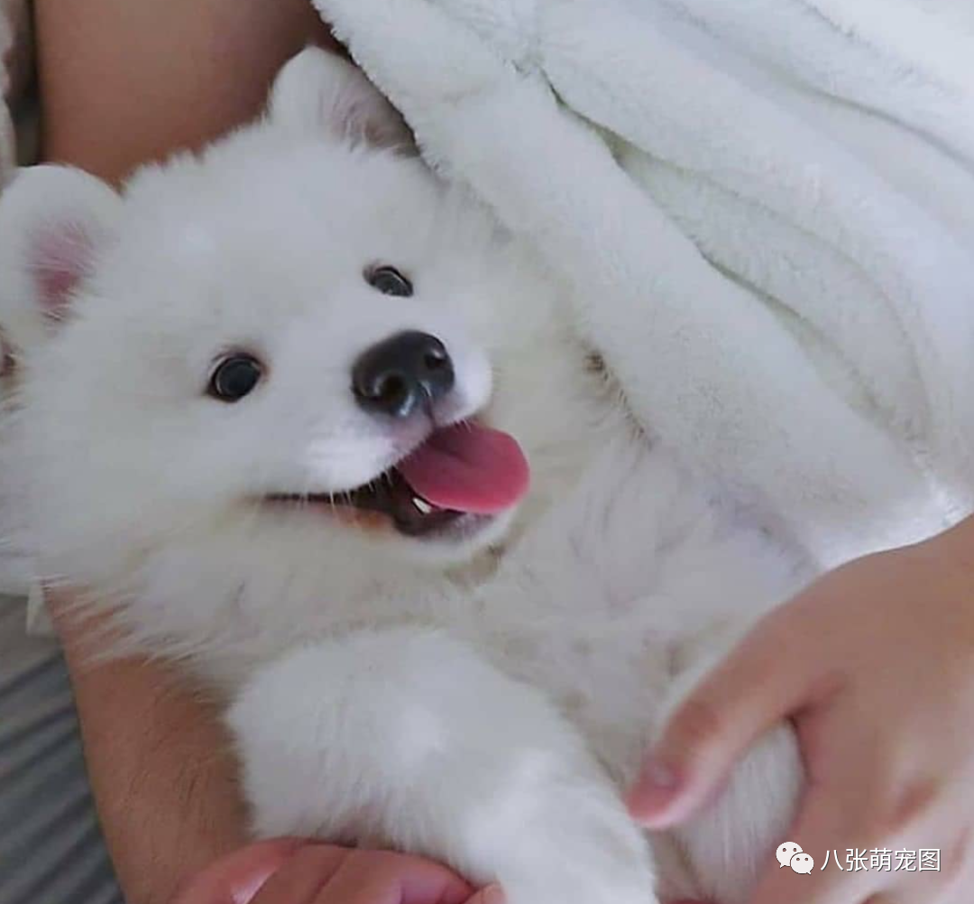 狗狗就像小孩子?其实它们这5点跟人类大不同!-微信头条网 狗狗就像小孩子?其实它们这5点跟人类大不同!
