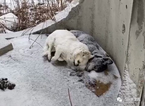这天,一黑一白两只狗狗在冰雪天中,相互依偎着去世了…-微信头条网 这天,一黑一白两只狗狗在冰雪天中,相互依偎着去世了…