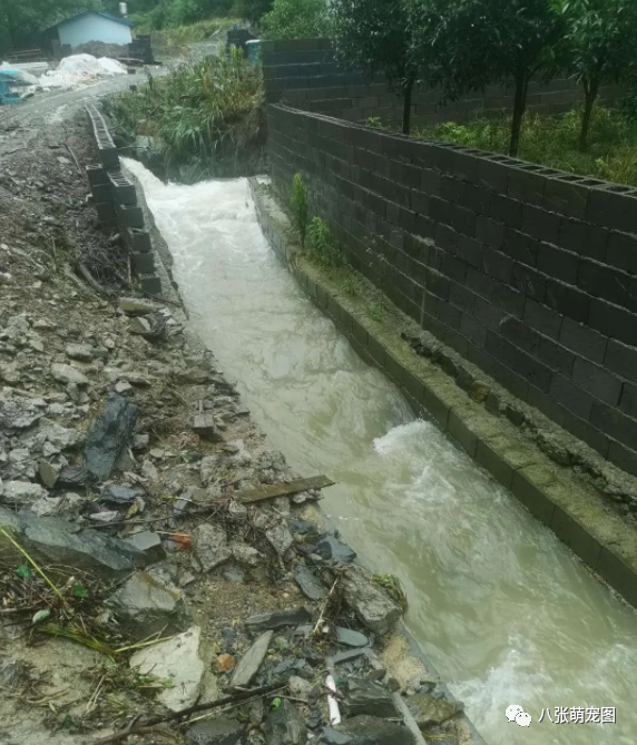 洪水沖垮常安救護站，千餘隻流浪狗處境艱難 寵物 第6張