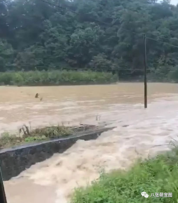 洪水沖垮常安救護站，千餘隻流浪狗處境艱難 寵物 第3張