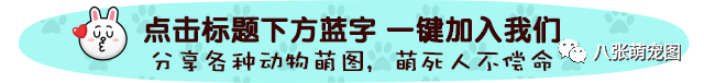 鄰居每天來偷摸我的狗，知道原因後我給他留了一扇門... 寵物 第1張