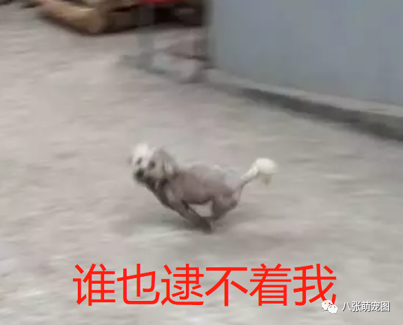 奉劝春节带狗回家的朋友们,一定要把狗看好了,否则……-微信头条网 奉劝春节带狗回家的朋友们,一定要把狗看好了,否则……