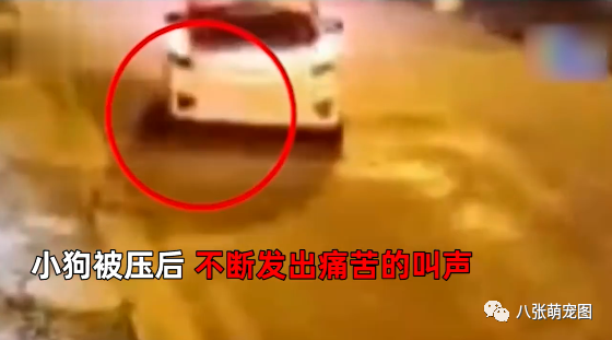 狗狗乖乖躺路邊睡覺，路過司機竟然故意倒車回去碾壓，一遍又一遍... 寵物 第5張