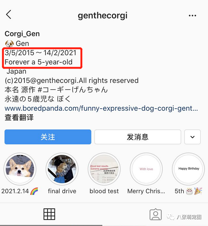 这只带给我们无数表情包的小柯基,永远的离开了!-微信头条网 这只带给我们无数表情包的小柯基,永远的离开了!