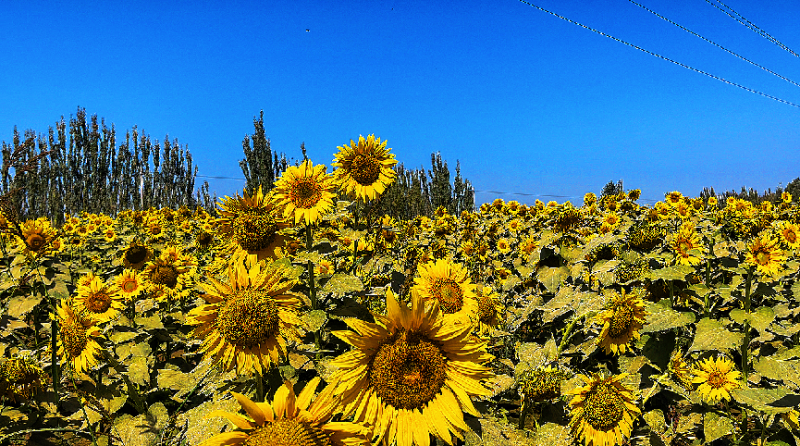 和田看变化丨和田县向日葵花海里的增收路