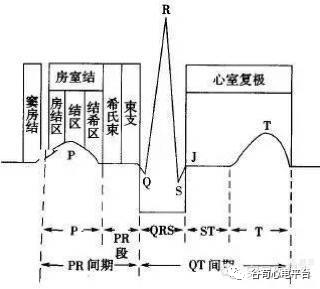 心电图mm单位怎么读12导、15导、18导连接示意图及心脏各壁超声解剖位置与心电图导联对应关系_https://www.jmylbn.com_新闻资讯_第1张