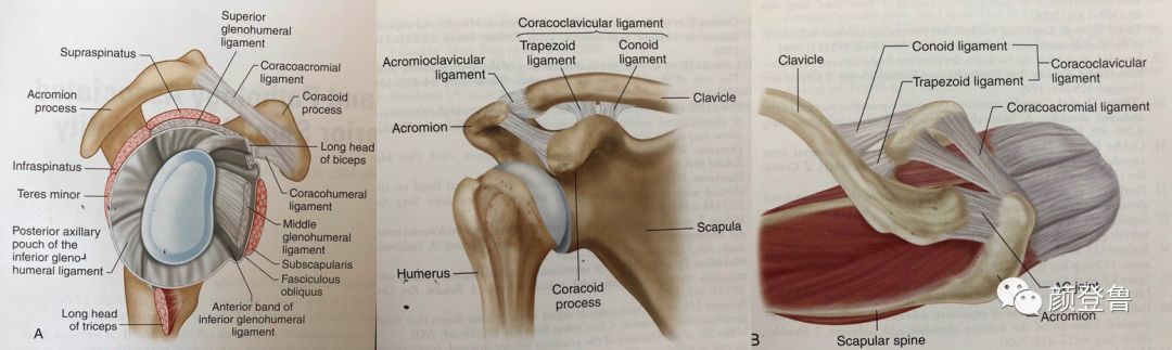 肩关节脱位不稳的诊断和治疗
