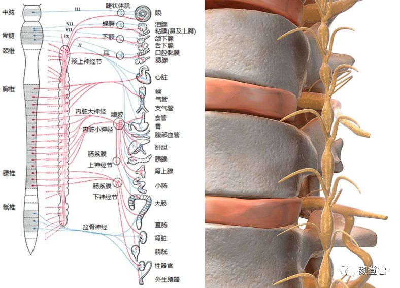 从而对颈椎周围的交感神经末梢造成刺激,产生交感神经功能紊乱