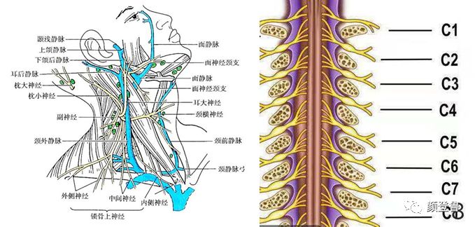 颈神经根解剖图片