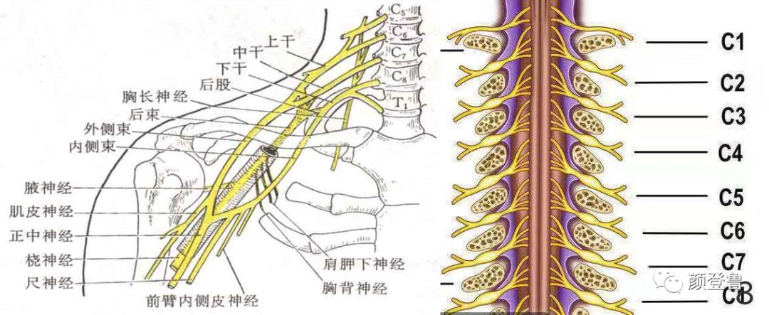 臂丛神经位置图片图片