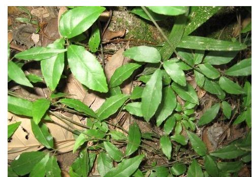 癌症最怕：特效杀死癌细胞中草药这一味草药能杀光体内癌细胞