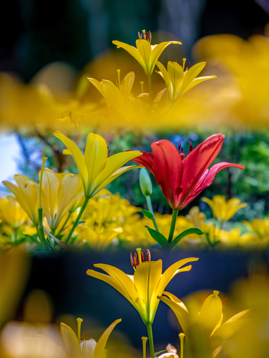 全开了!去了这些花海才知道什么叫「生如夏花」