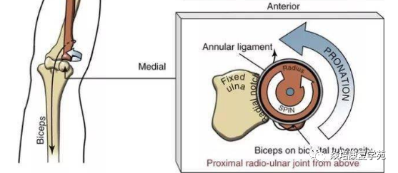 肘关节康复器怎么用肘关节疼痛及活动范围受限功能康复思路_https://www.jmylbn.com_新闻资讯_第3张