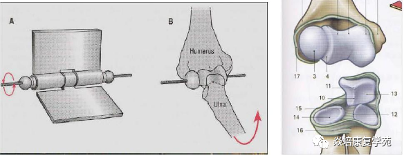 肘关节康复器怎么用肘关节疼痛及活动范围受限功能康复思路_https://www.jmylbn.com_新闻资讯_第1张