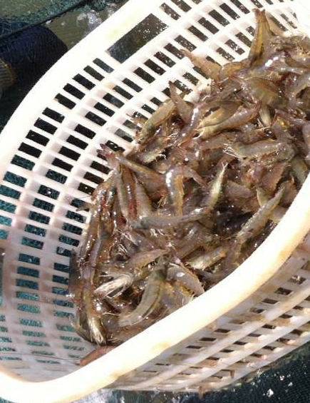 董方国:投喂英创冷冻桡足类之感想