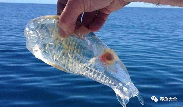 如果您的鱼病了…请您先点击本文上面的蓝色字体"养鱼大全"再点击"