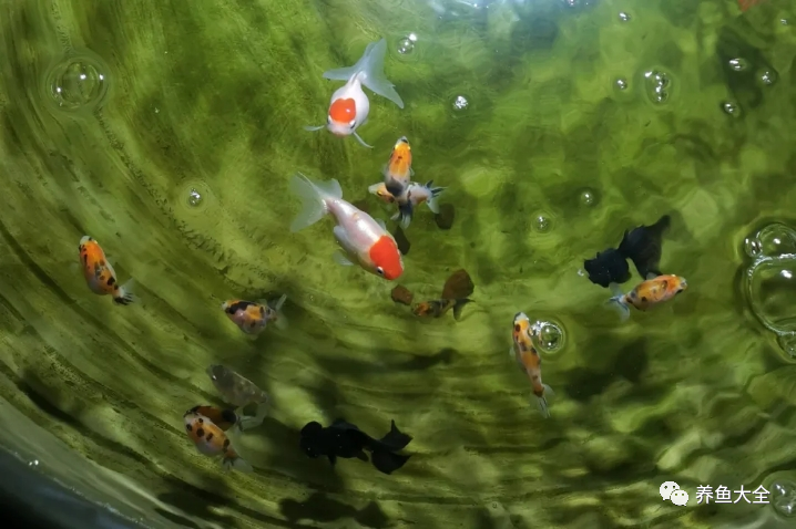 鱼缸死鱼处理方法_鱼发黑然后死了_观赏鱼死鱼原因分析