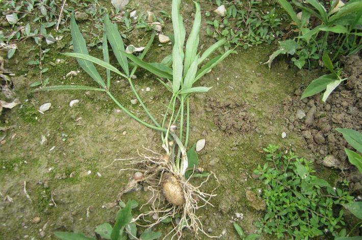 一种药材小时候挖它一天能赚几块钱我们叫它三步跳