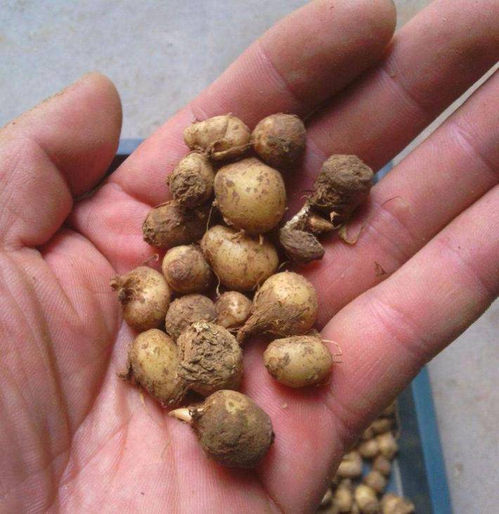 一种药材小时候挖它一天能赚几块钱我们叫它三步跳