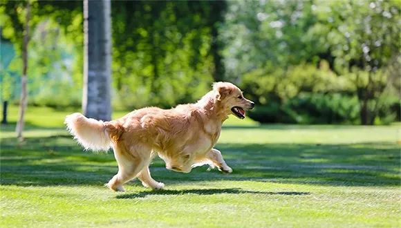整治不文明养狗,城市应坚定立场