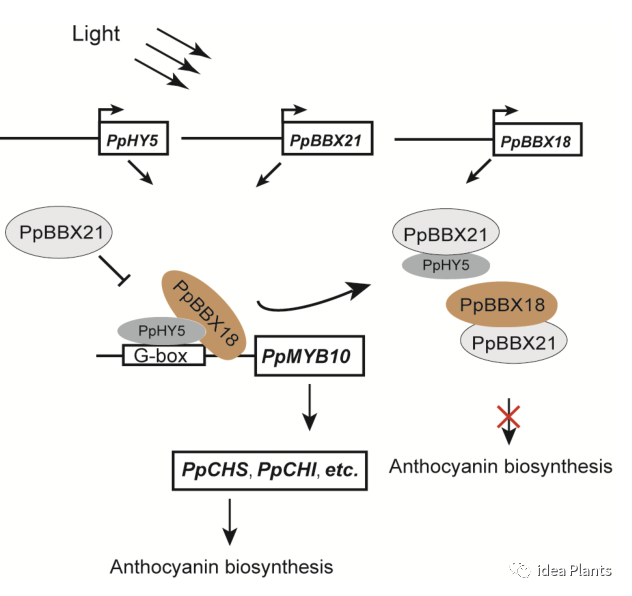 文献 花青素 Ppbbx21与pphy5和ppbbx18相互作用 抑制梨花青素的生物合成 Idea Plants 微信公众号文章阅读 Wemp