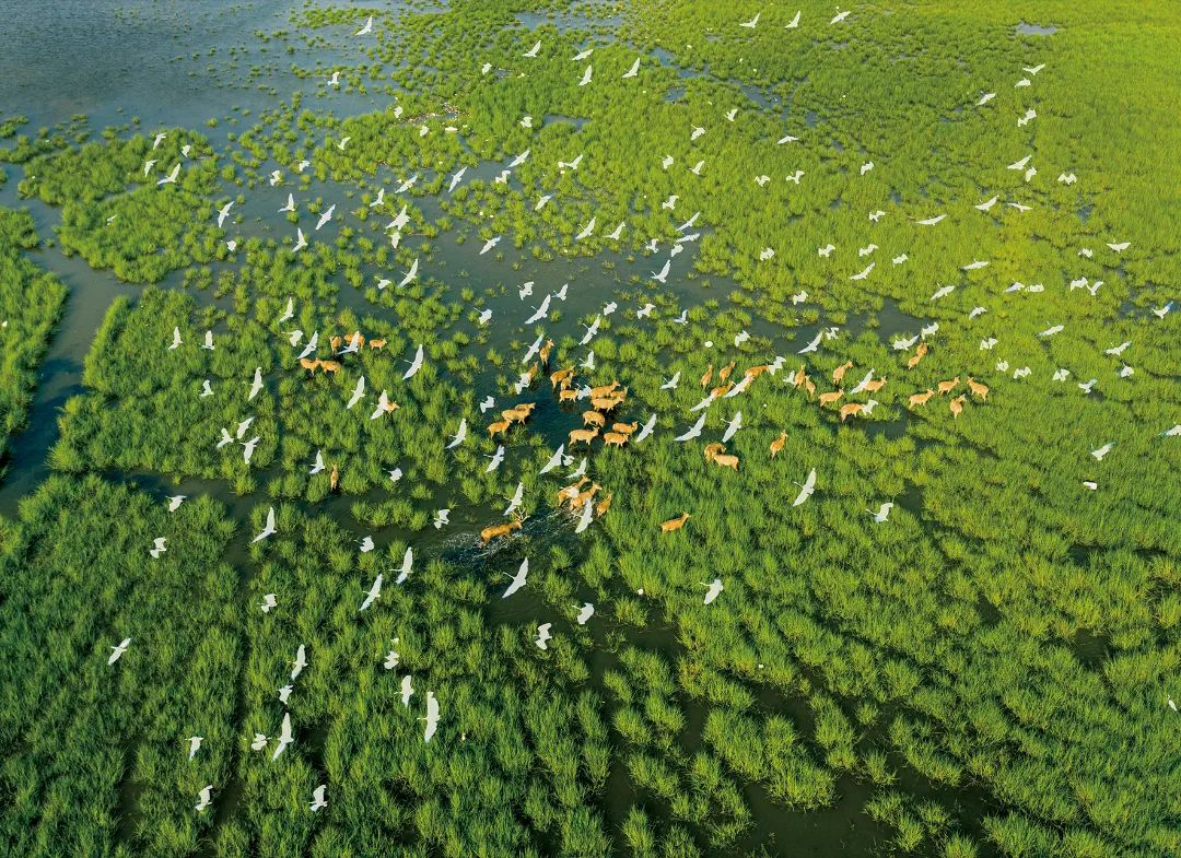 国家级线路盐城这一处绝美