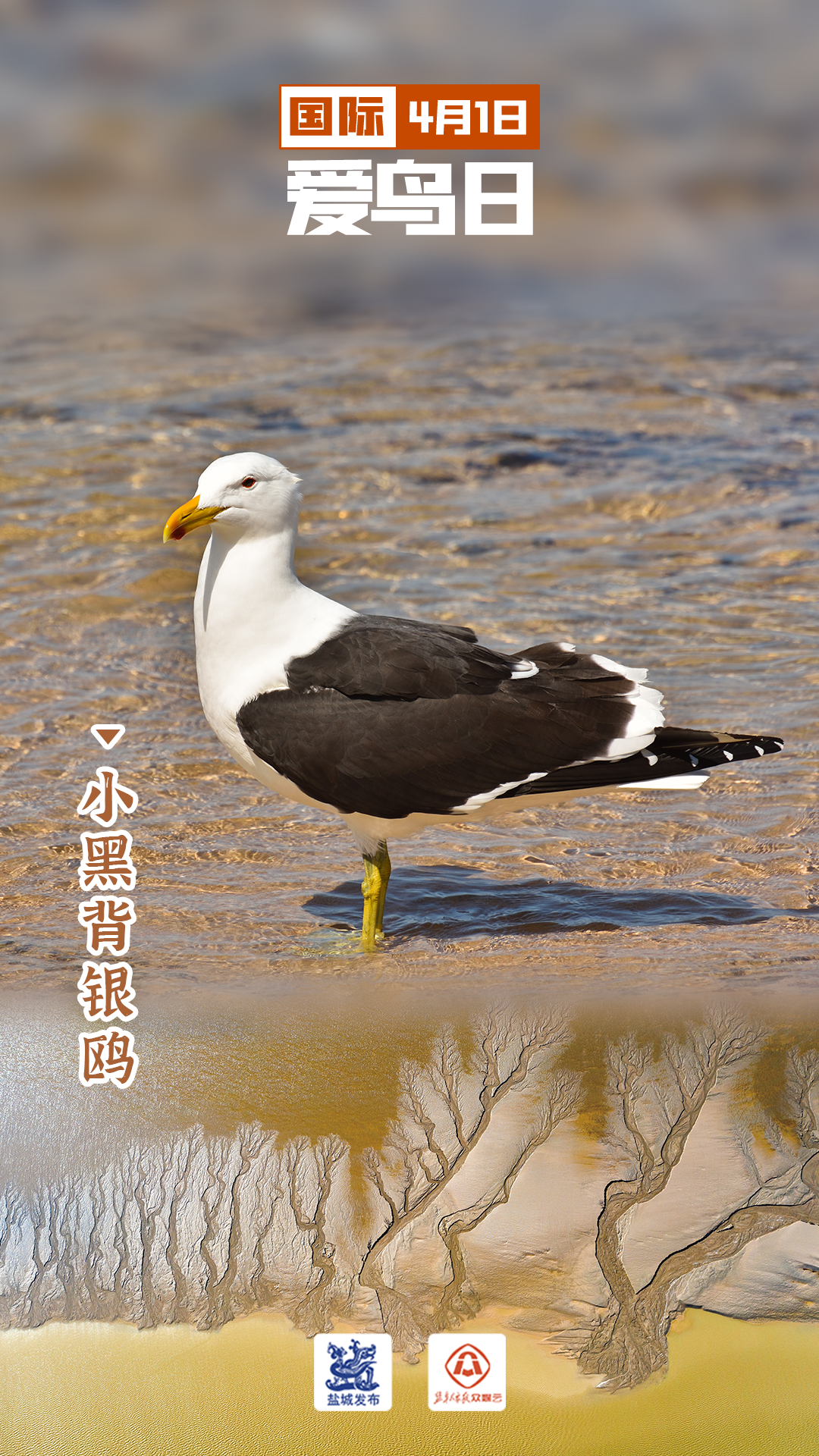 小黑背银鸥红交嘴雀是隶属于雀形目燕雀科交嘴雀属的一种鸣禽,因长着