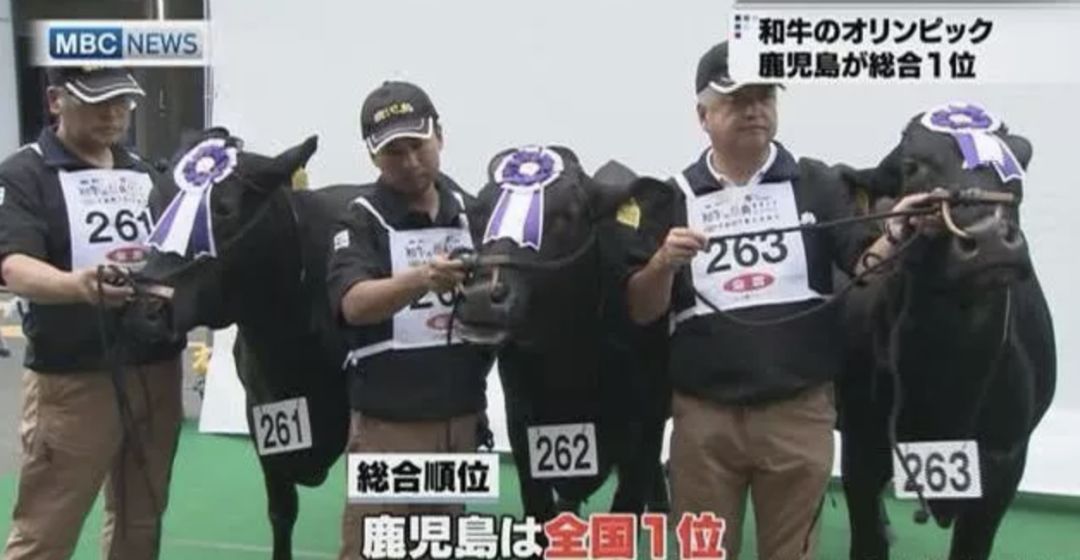 变身“小香港”！来了就好运！重金精心打造正宗港式打边炉！ - 37
