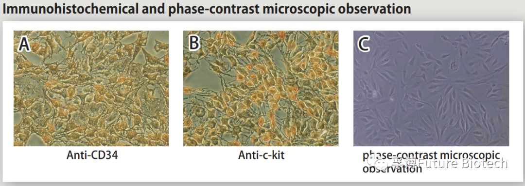 原代细胞厂家浅谈之-- Cosmo Bio