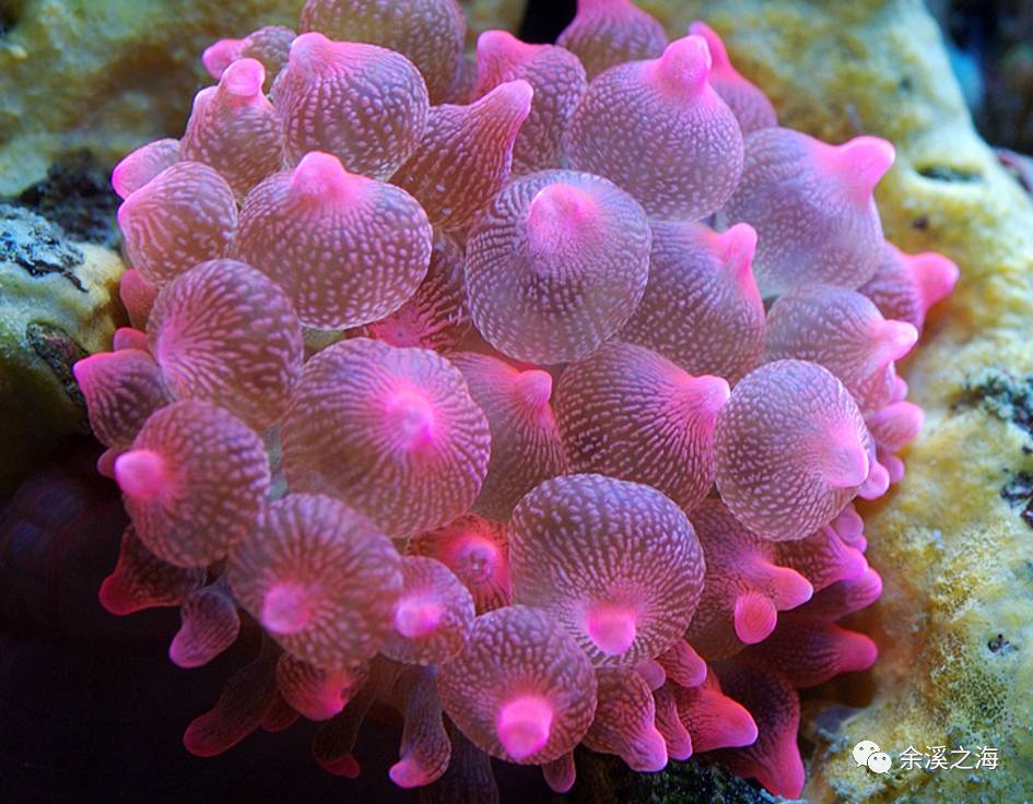 你的奶嘴有36d吗下如何变得更奶