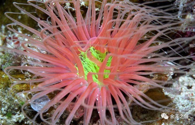 千手佛可能是世界上最好养的海葵