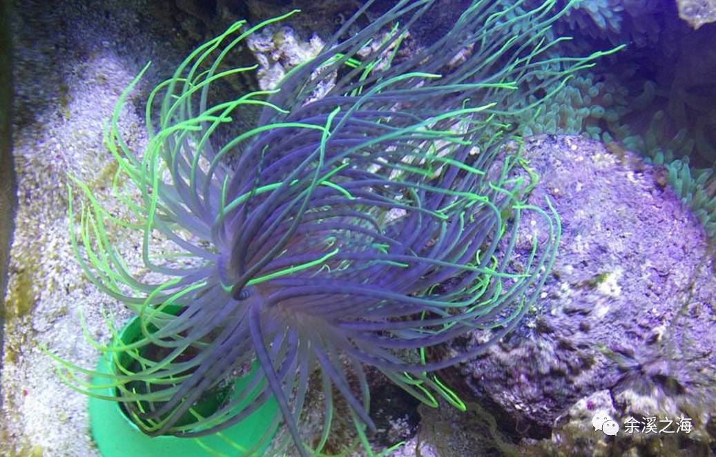 千手佛可能是世界上最好养的海葵