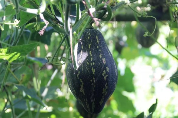 【昌大昌】软糯香甜的香芋南瓜，特价0.88元/斤~