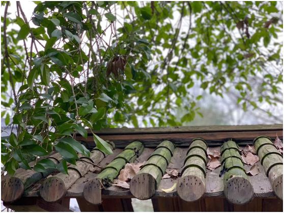 【旅游】水光潋滟、山色空蒙！冬季杭州西子如诗似画（上）| 美国贝佳天然药业