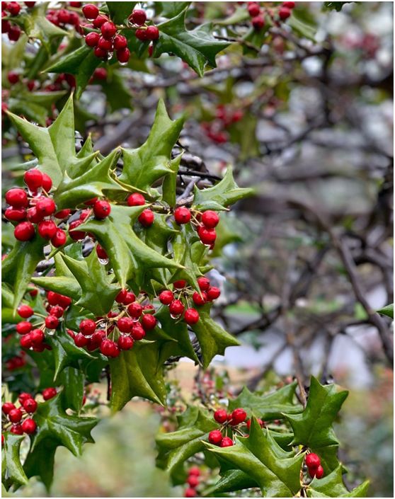 【旅游】水光潋滟、山色空蒙！冬季杭州西子如诗似画（上）| 美国贝佳天然药业