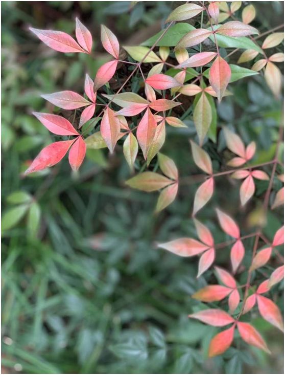 【旅游】水光潋滟、山色空蒙！冬季杭州西子如诗似画（上）| 美国贝佳天然药业