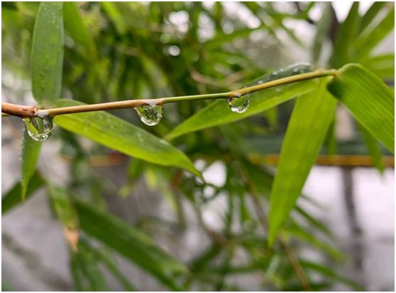【旅游】水光潋滟、山色空蒙！冬季杭州西子如诗似画（上）| 美国贝佳天然药业