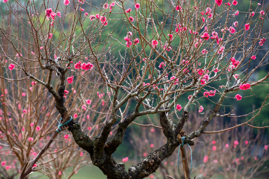 △以上两图 梁瑞伟 摄