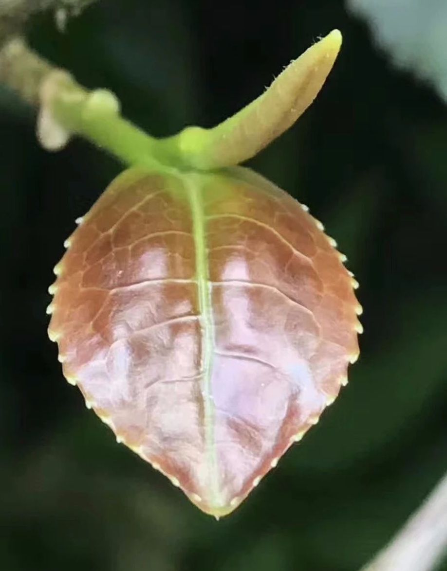 铁观音，是乌龙茶的杰出代表