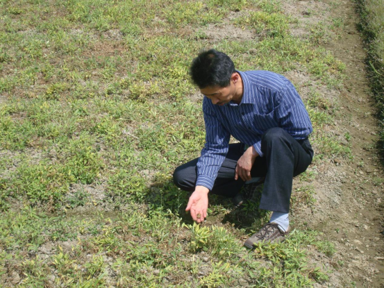 元胡市场行情深度分析与趋势预判