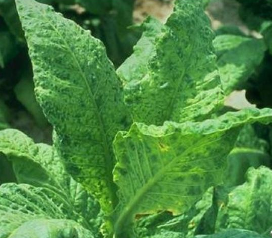 菸草普通花葉病毒(tobacco mosaic virus)以下簡稱tmv,是菸草的主要