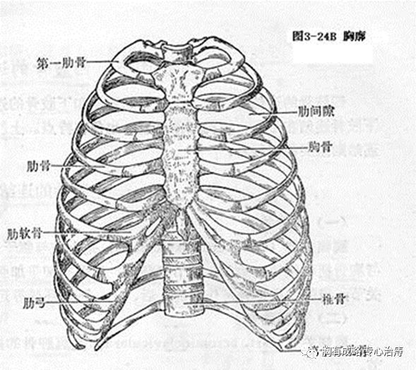 胸骨骨折 胸有成略专心治痔 微信公众号文章阅读 Wemp