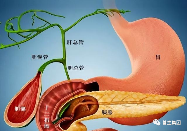 胆管支架什么样子经皮肝胆管穿刺置管引流术（PTCD）及胆道内支架临床应用_https://www.jmylbn.com_新闻资讯_第1张