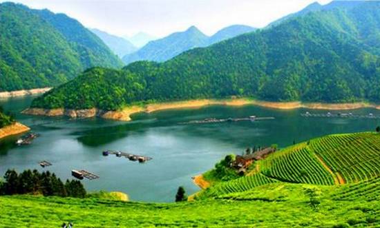 安化黑茶三十问，看完你就是黑茶专家了。