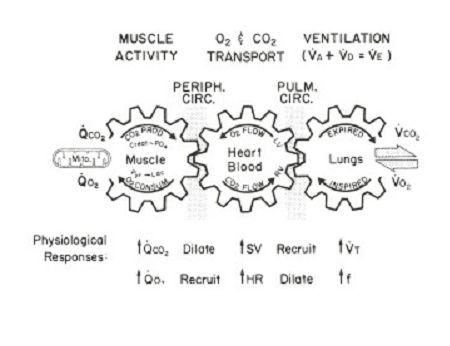运动简单无氧还是有氧_无氧运动动作_十种简单无氧运动