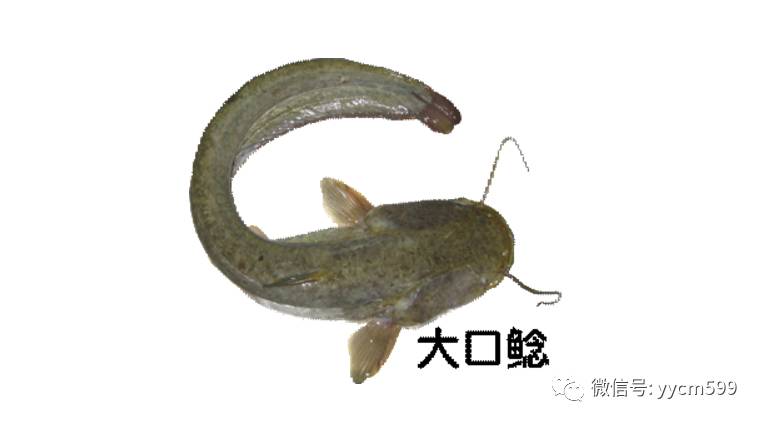 肥鲶鱼原型图片
