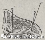手术工具怎么消毒外科基本手术_https://www.jmylbn.com_新闻资讯_第11张