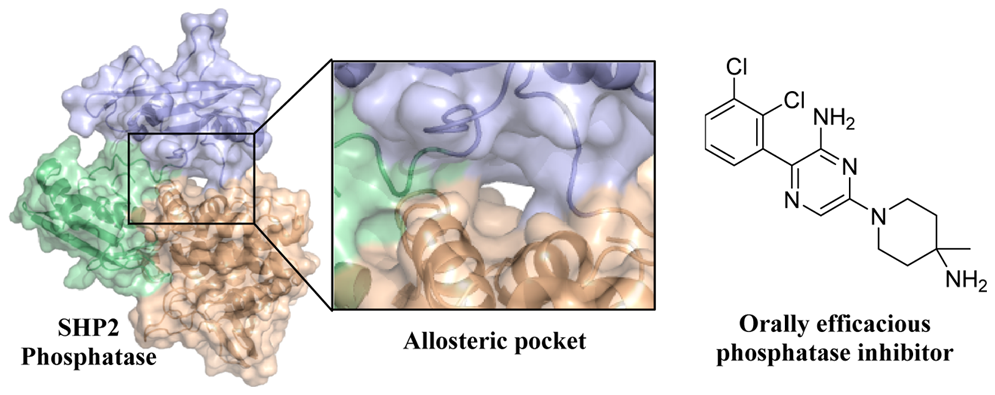 蛋白酪氨酸磷酸酶SHP2抑制剂 第5张
