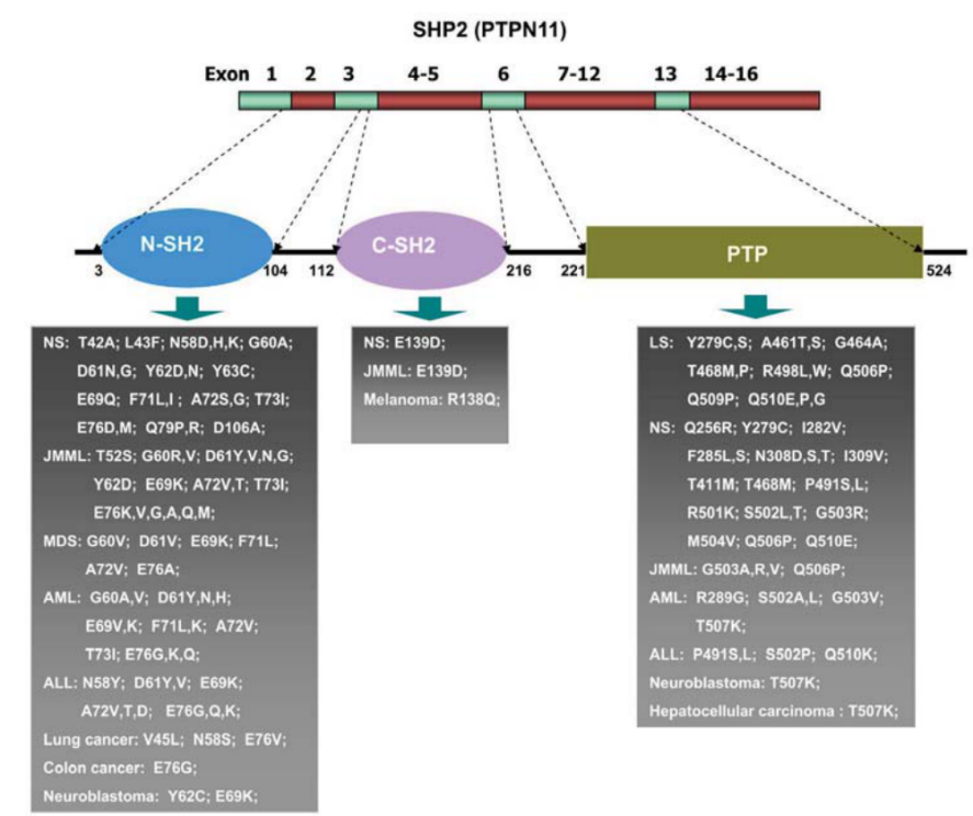 蛋白酪氨酸磷酸酶SHP2抑制剂 第3张
