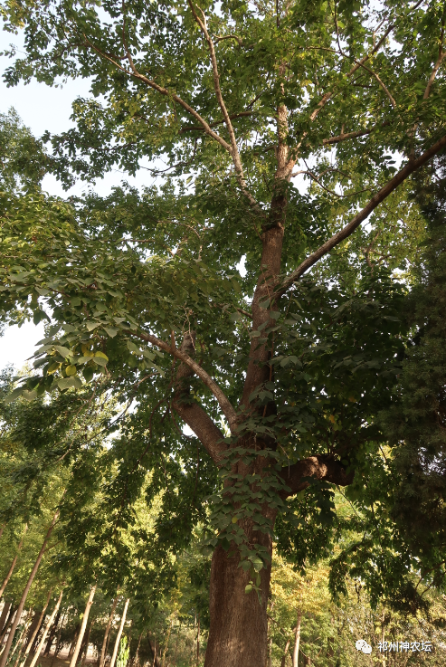 杜仲的功效与作用与主治有哪些？来自孑遗植物的腰痛要药